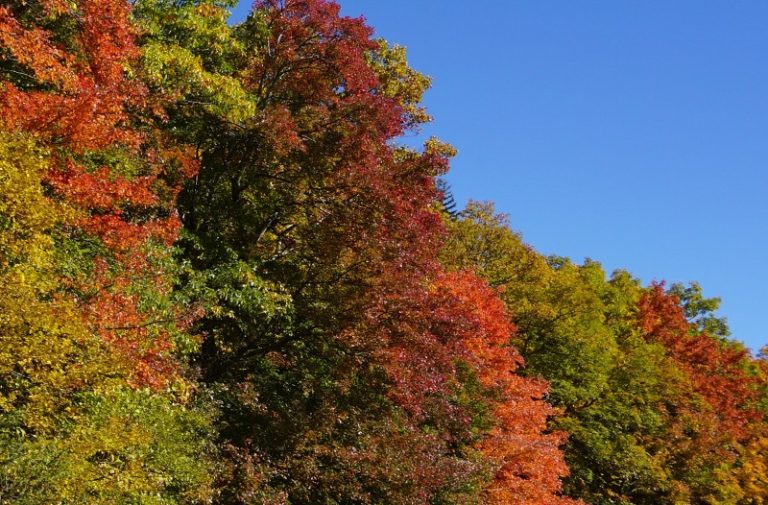 Vibrant Fall Colors - SusanAfter60.com